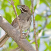 Five-striped Sparrow